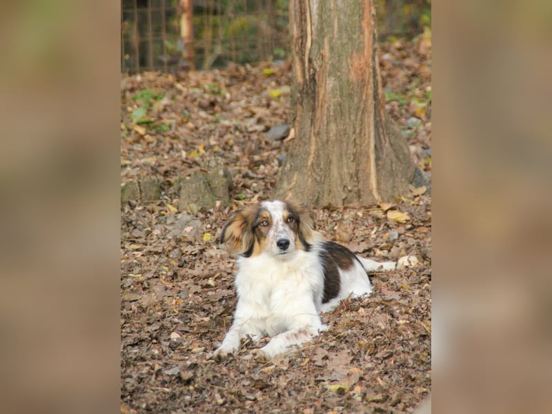 Zuckerschnute EMIL ist ein neugieriger und verspielter Hundebub