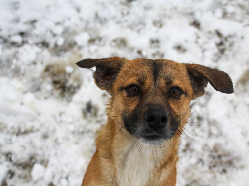 Schleckermaul MILLIE sucht nach ihren eigenen Leckerlispendern