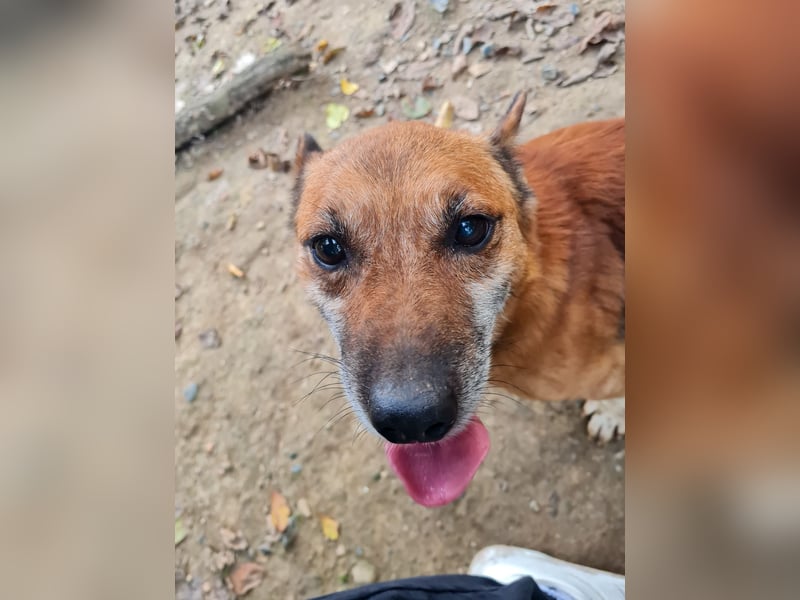 Kuckuck, zauberhafter AMON sucht liebevolle Familie Kuckuck, zauberhafter AMON sucht liebevolle Familie