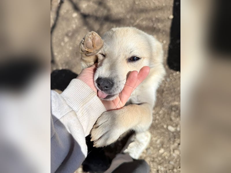 SUZUKI einzigartige Fellnase ;-)