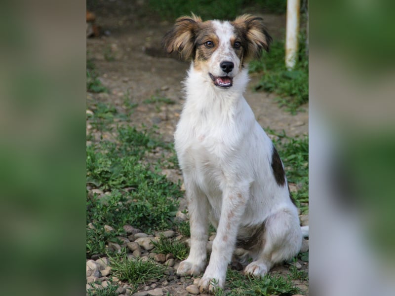 Zuckerschnute EMIL ist ein neugieriger und verspielter Hundebub