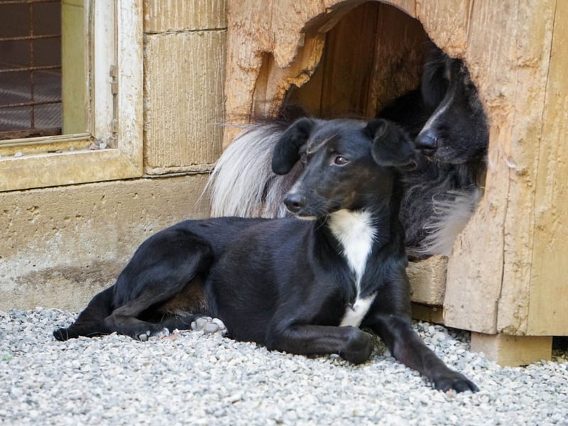 Kuckuck, wer schenkt Traumhündin FIONA ein liebevolles Zuhause?