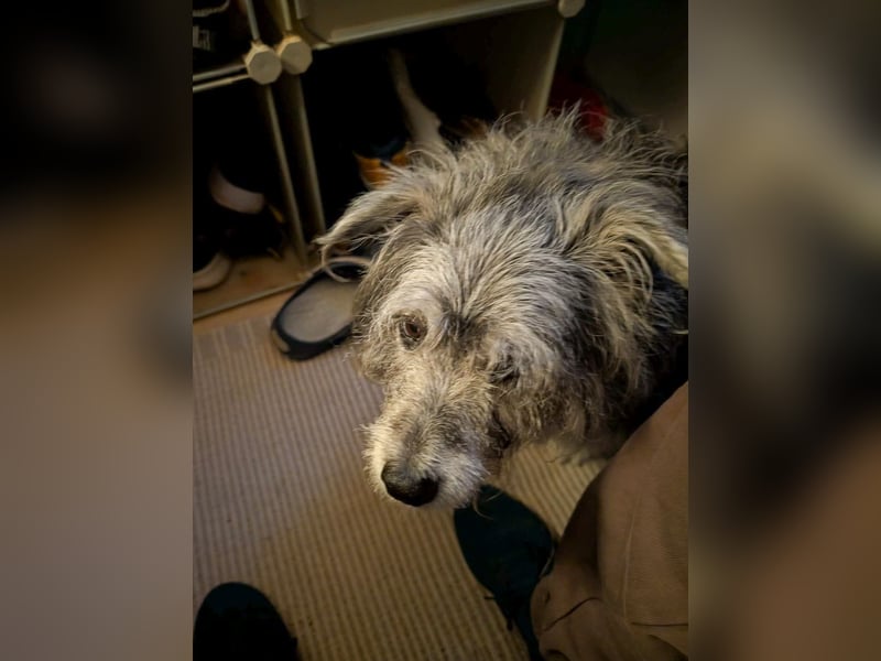 Verspielter Hunde-Opi BUDDY kann in 29413 Dähre kennengelernt werden