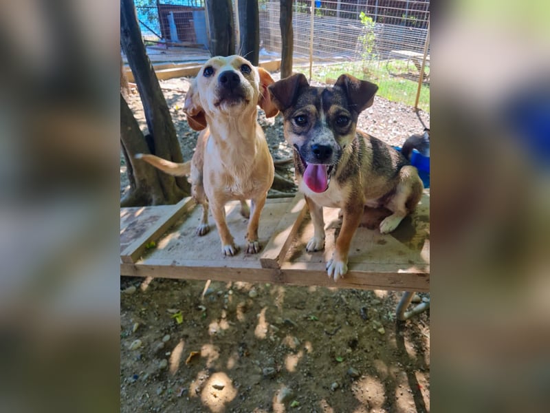 Aufgeweckte SASSY will endlich das Leben außerhalb des Tierheims kennenlernen. Zeigst du es ihr?