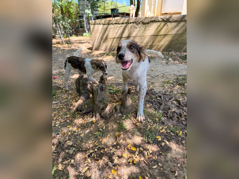 Zuckerschnute EMIL ist ein neugieriger und verspielter Hundebub Zuckerschnute EMIL ist ein neugieriger und verspielter Hundebub
