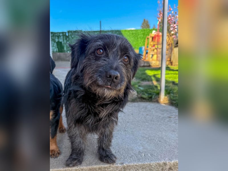 Zuckerschnauze RAMONA - bist du ihr Ticket ins Glück