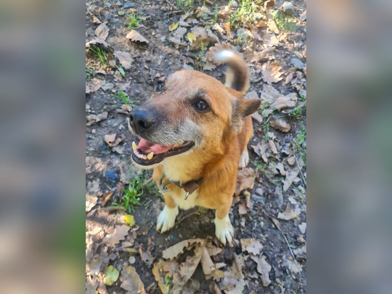 Kuckuck, zauberhafter AMON sucht liebevolle Familie Kuckuck, zauberhafter AMON sucht liebevolle Familie