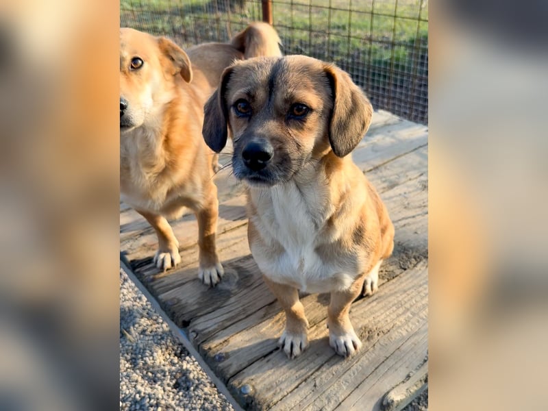 Schleckermaul MILLIE sucht nach ihren eigenen Leckerlispendern