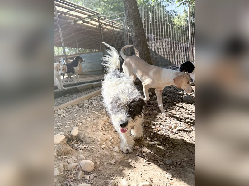 Traumprinz KELVIN ist ein fröhlicher und verspielter Hundebub