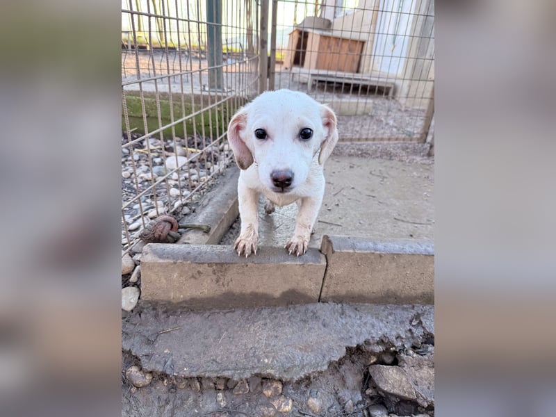 Aufgeweckter SKIPPER sucht aktive Menschen zum Spielen und Toben