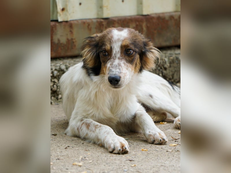 Zuckerschnute EMIL ist ein neugieriger und verspielter Hundebub