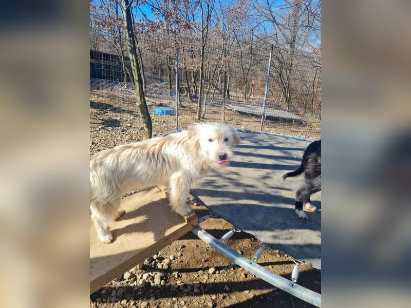 Zuckersüßer Hundebub KASPAR sucht liebevolles Zuhause