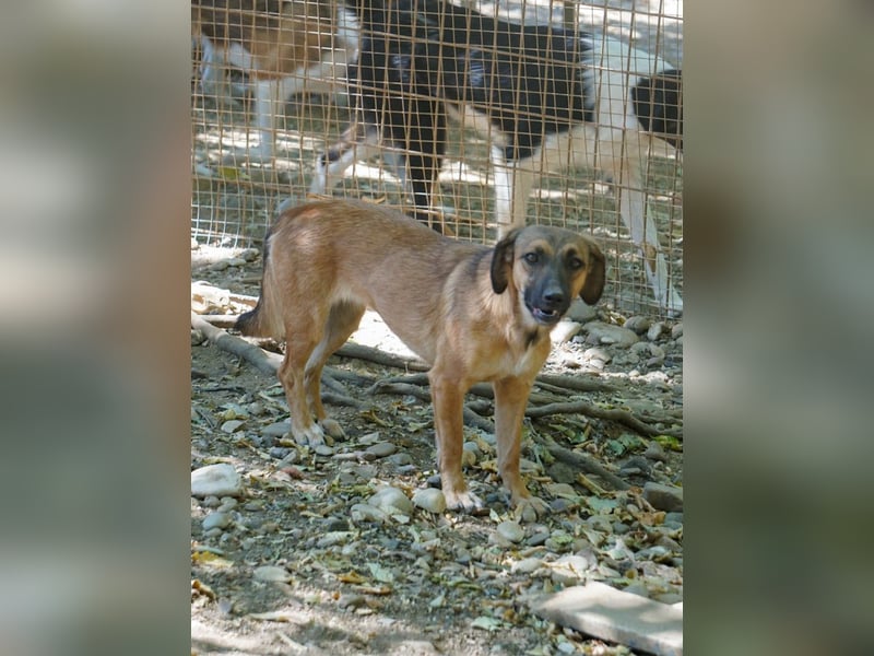 Hübsche ALMA sucht liebevolles Zuhause