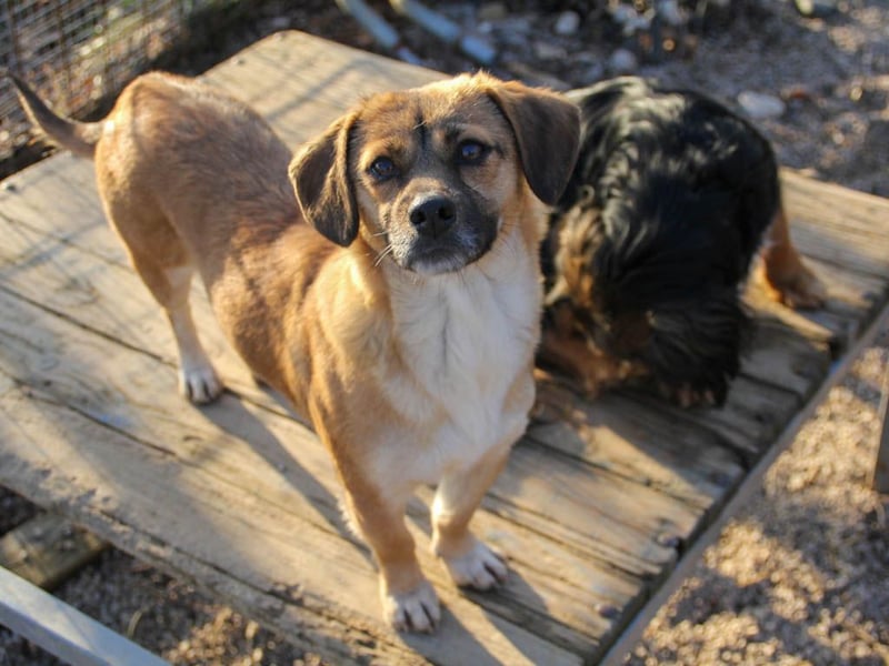 Herzensmensch gesucht - liebe MILLIE hofft den Jackpot Ausreise zu knacken