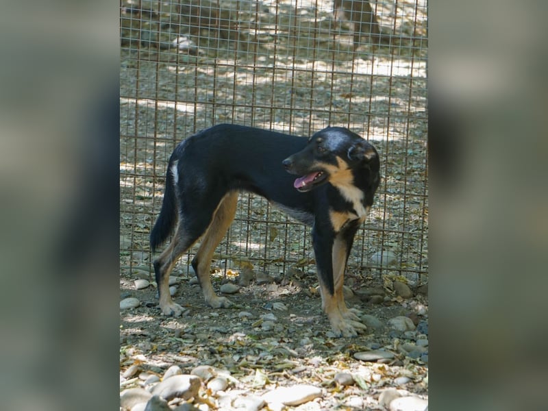 Schlaue Anika sucht ihr Für-Immer-Zuhause