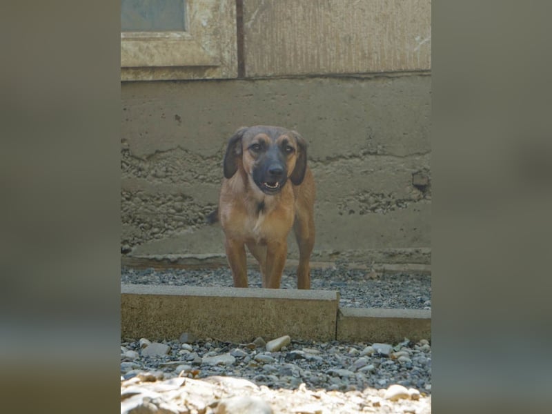 Hübsche ALMA sucht liebevolles Zuhause