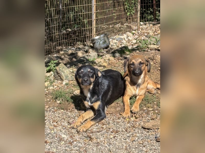 Neugierige ANIKA– ein Traum auf vier Pfoten