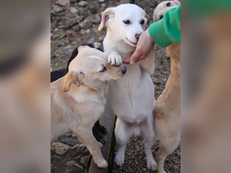 Aufgeweckter SKIPPER sucht aktive Menschen zum Spielen und Toben