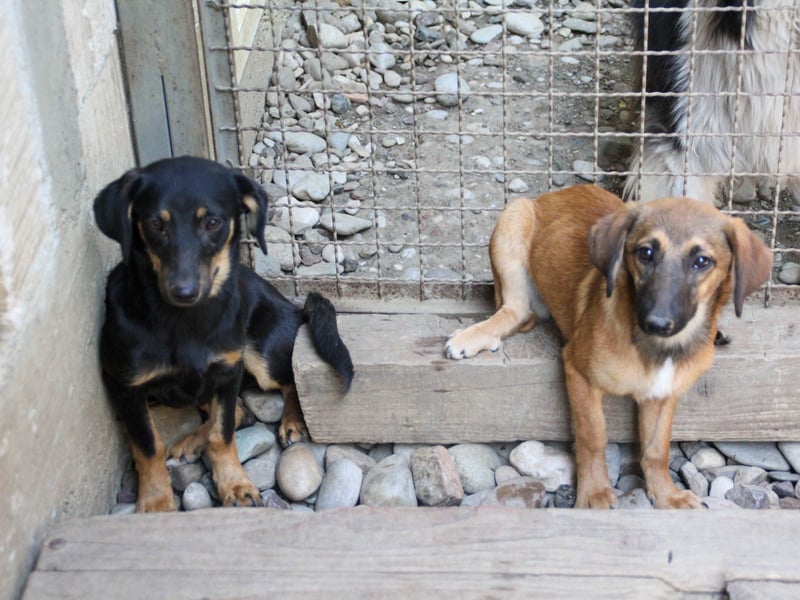 niedliche SMILLA - sucht ihren Herzensmensch niedliche SMILLA - sucht ihren Herzensmensch