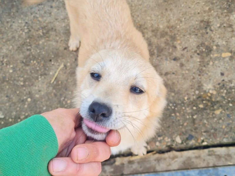 SUZUKI einzigartige Fellnase ;-)