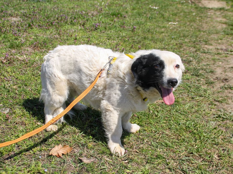 PUPIN einzigartig, lebensfroh - einfach PERFEKT !