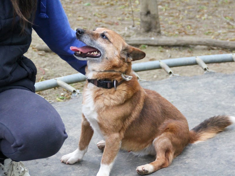 Kuckuck, zauberhafter AMON sucht liebevolle Familie Kuckuck, zauberhafter AMON sucht liebevolle Familie