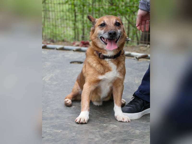 Kuckuck, zauberhafter AMON sucht liebevolle Familie Kuckuck, zauberhafter AMON sucht liebevolle Familie