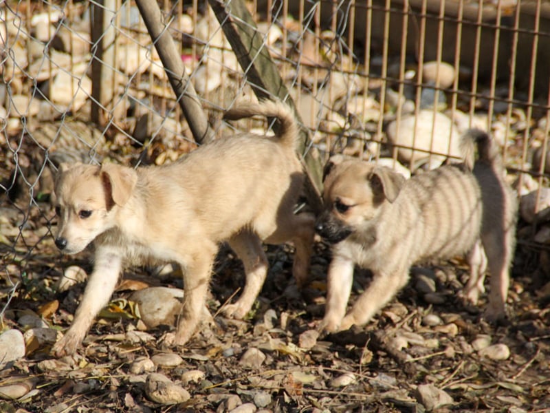 SMOKY kleine Schnauze - großes Herz zum Verlieben !