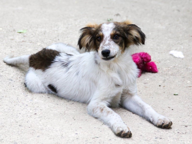 Zuckerschnute EMIL ist ein neugieriger und verspielter Hundebub Zuckerschnute EMIL ist ein neugieriger und verspielter Hundebub
