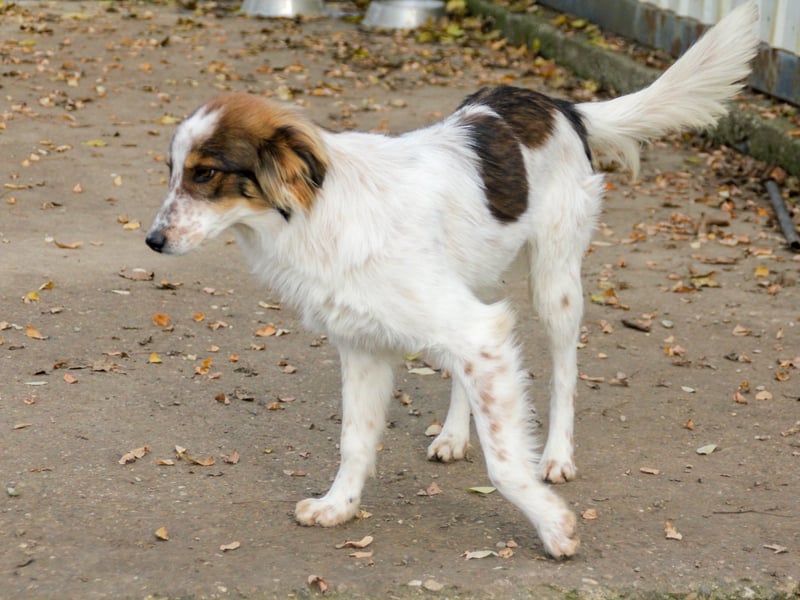 Zuckerschnute EMIL ist ein neugieriger und verspielter Hundebub