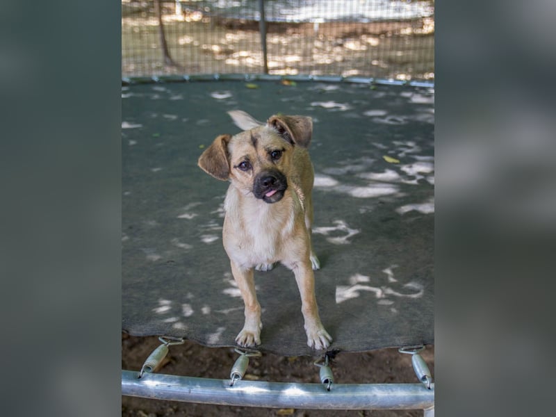 supersüßer & supersozialer Captain SMOKY möchte gerne nach Hause reisen !