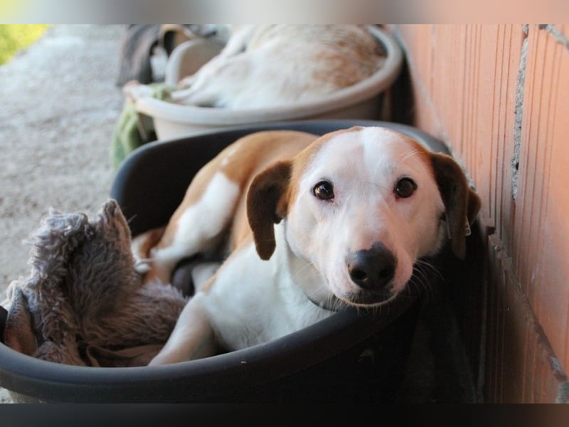 BEPI - Wer löst sein Ticket ins Glück und schenkt ihm ein liebevolles, ruhiges Zuhause