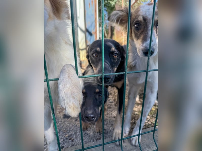 niedliche SMILLA - sucht ihren Herzensmensch niedliche SMILLA - sucht ihren Herzensmensch
