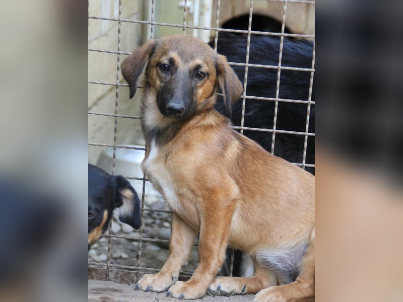 Schlaue ALMA sucht ein für immer Zuhause