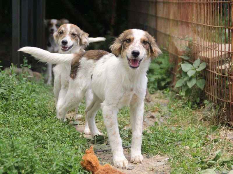 Zuckerschnute EMIL ist ein neugieriger und verspielter Hundebub Zuckerschnute EMIL ist ein neugieriger und verspielter Hundebub
