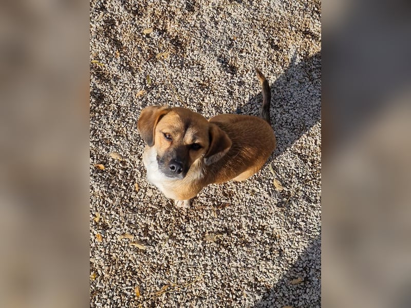 Herzensmensch gesucht - liebe MILLIE hofft den Jackpot Ausreise zu knacken