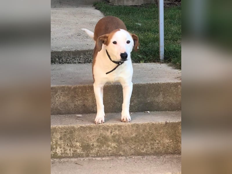 BEPI - Wer löst sein Ticket ins Glück und schenkt ihm ein liebevolles, ruhiges Zuhause