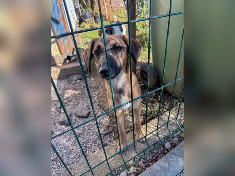 Schlaue ALMA sucht ein für immer Zuhause