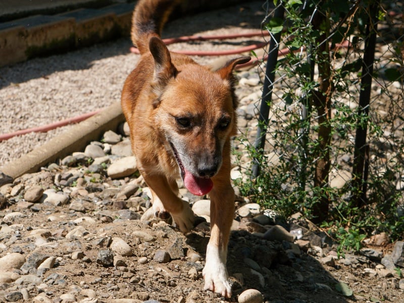 Kuckuck, zauberhafter AMON sucht liebevolle Familie Kuckuck, zauberhafter AMON sucht liebevolle Familie