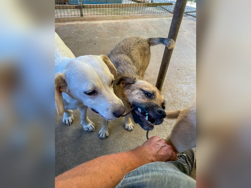 Fröhlicher SMOKY sucht Menschen zum Spielen und Toben!