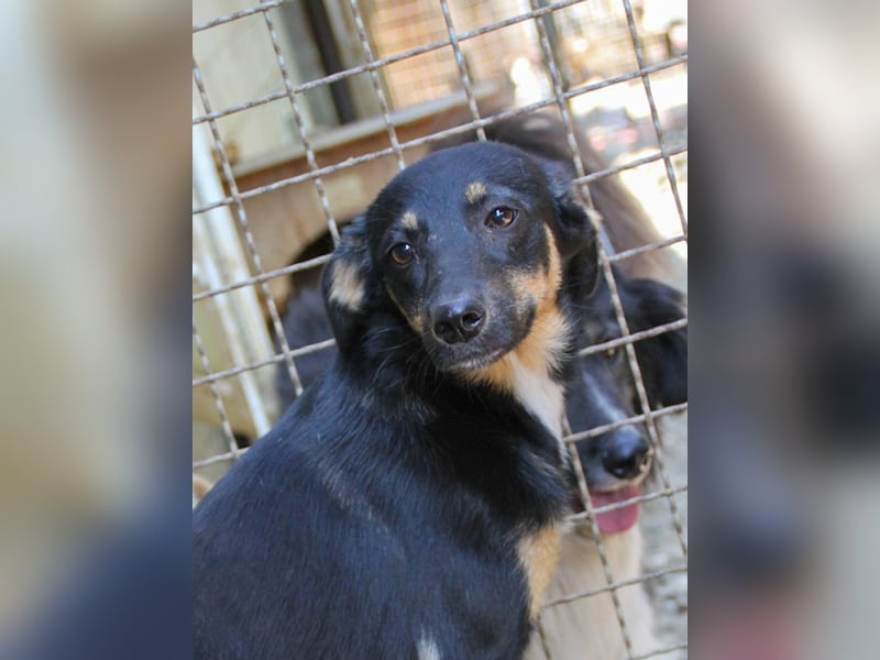 Neugierige ANIKA– ein Traum auf vier Pfoten