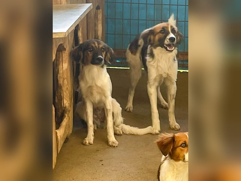 Zuckersüße JULIANA - ein Herz auf vier Pfoten