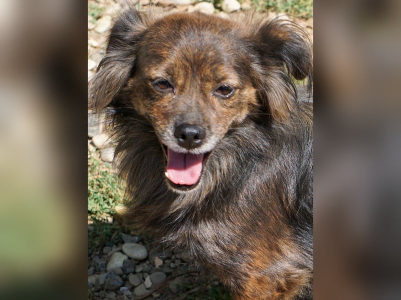 Kuckuck, wer schenkt Traumhündin EMILIJA ein liebevolles Zuhause? Kuckuck, wer schenkt Traumhündin EMILIJA ein liebevolles Zuhause?