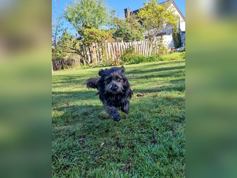 RAMONA, schon MAMA aber selbst noch auf der Suche nach Ihrem großen Glück - EIGENE HUNDEELTERN !