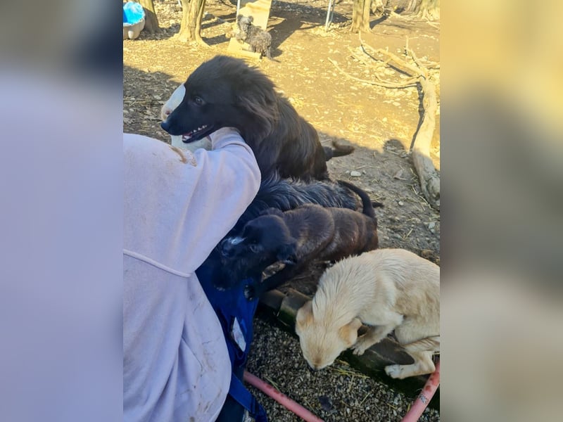 SUSHI - Knopfaugen zum Verlieben !!!