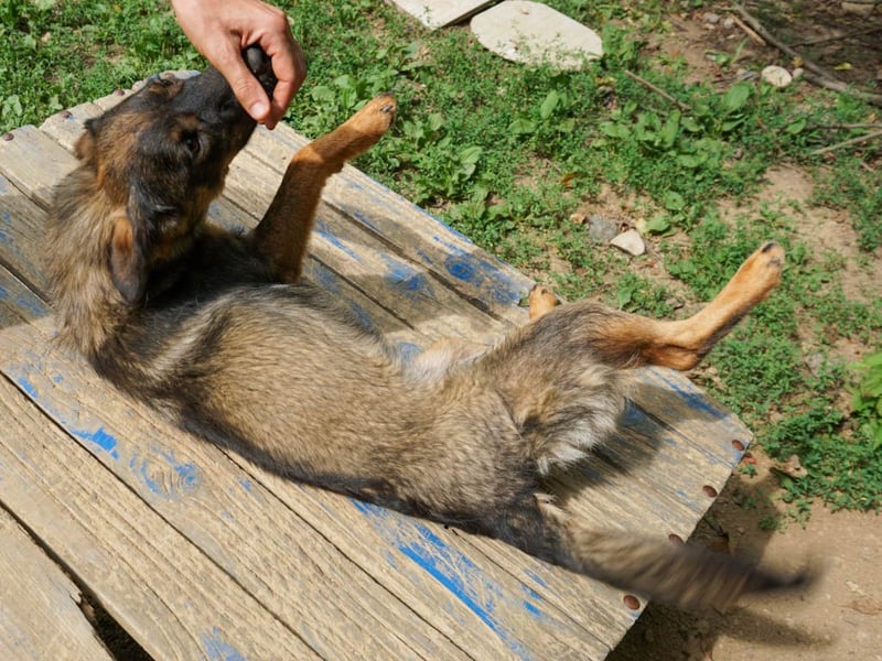 supersüße WELLA sucht nach DIR