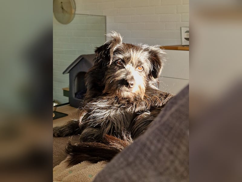 RAMONA, schon MAMA aber selbst noch auf der Suche nach Ihrem großen Glück - EIGENE HUNDEELTERN !