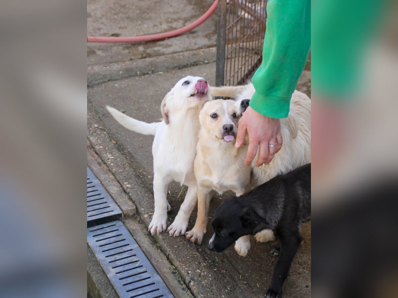 SKIPPER klein, frech, WUNDERBAR !
