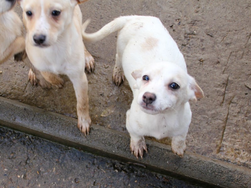 SKIPPER klein, frech, WUNDERBAR !