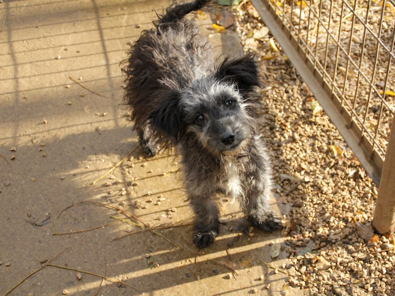 Wuschelkopf KEANU sucht Familie zum Spielen und Toben